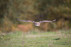 brown owl
