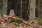 brown owl