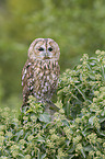 brown owl
