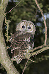 brown owl