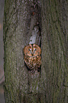 brown owl