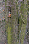 brown owl