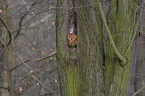 brown owl