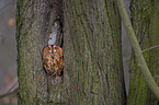 brown owl