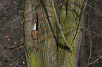 brown owl