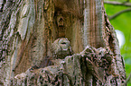 brown owl