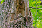 brown owl