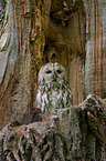 brown owl