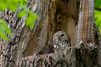 brown owl