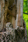 brown owl