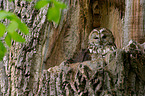 brown owl