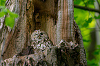 brown owl