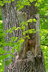 brown owl