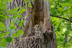 brown owl