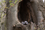 brown owls