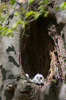 brown owl