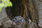 brown owls