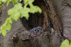 brown owls