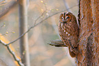 brown owl