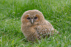 brown owl