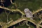 brown owl
