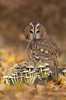 brown owl