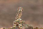 brown owl