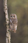 brown owl