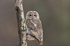 brown owl