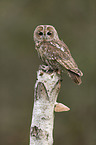 brown owl