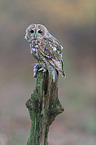 brown owl