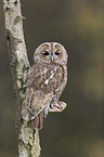 brown owl