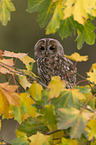 brown owl