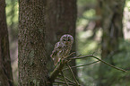 brown owl
