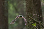 brown owl