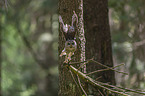 brown owl