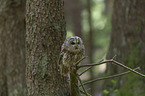 brown owl