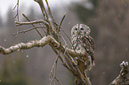 sitting brown owl