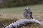 sitting brown owl
