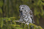 brown owl with mouse