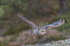flying Brown Owl