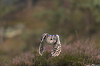 flying Brown Owl