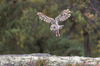 flying Brown Owl