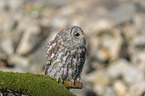 sitting Brown Owl