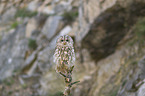 sitting Brown Owl
