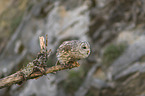 sitting Brown Owl