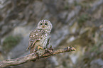 sitting Brown Owl