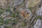 flying Brown Owl