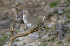 flying Brown Owl