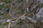 flying Brown Owl